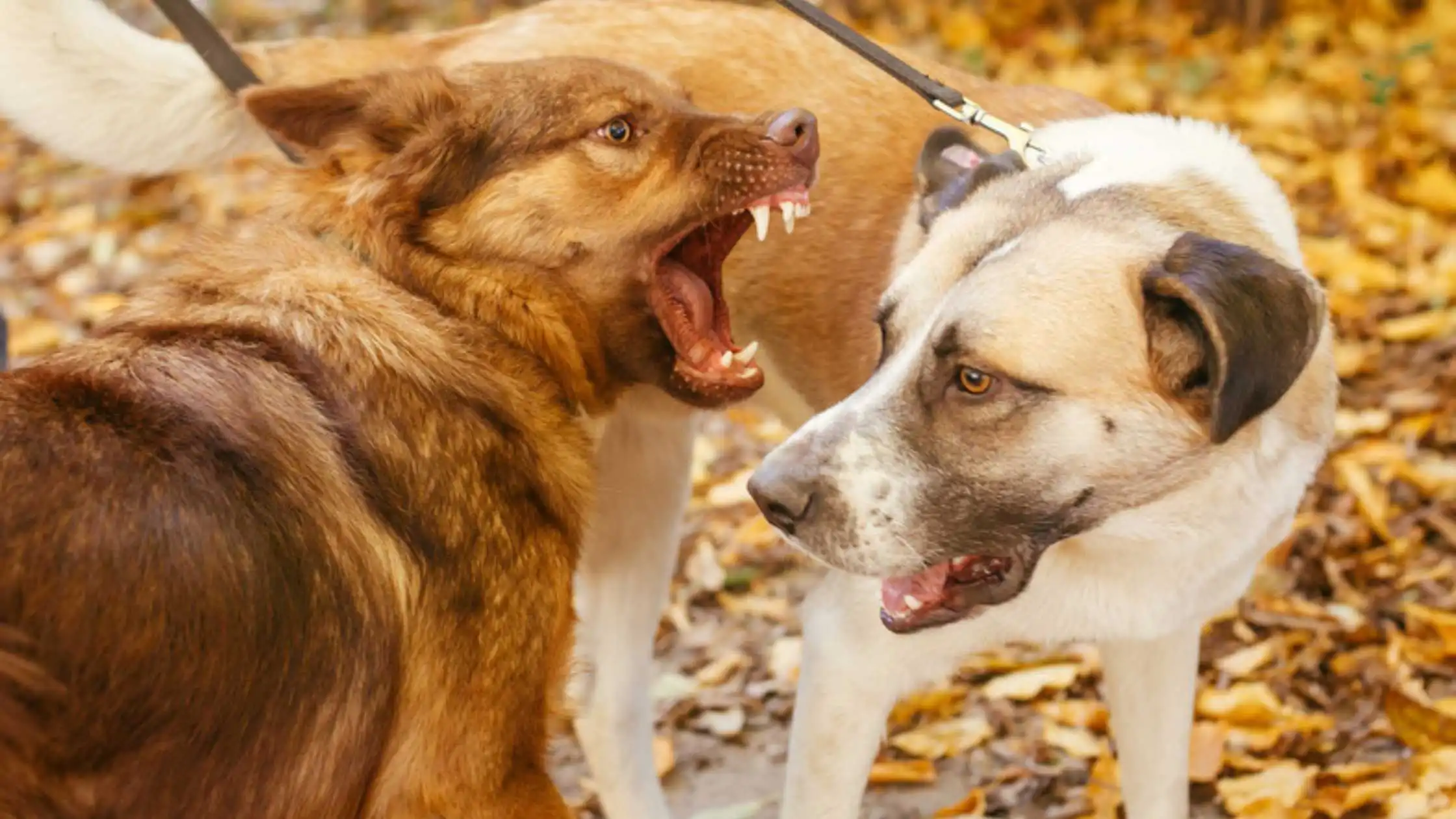 Dog Gone Berserker Package: Dogs with On Leash Fury - ahippiedog