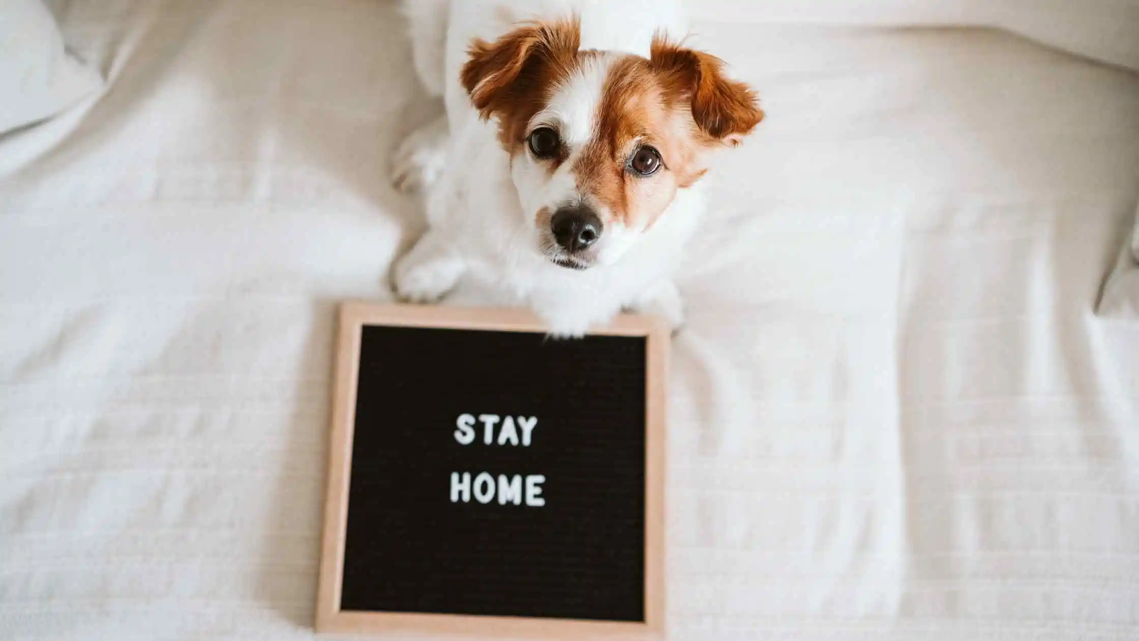 Doggie Survival Kit for Flying Solo 1 The Ultimate Doggie Survival Kit for Flying Solo