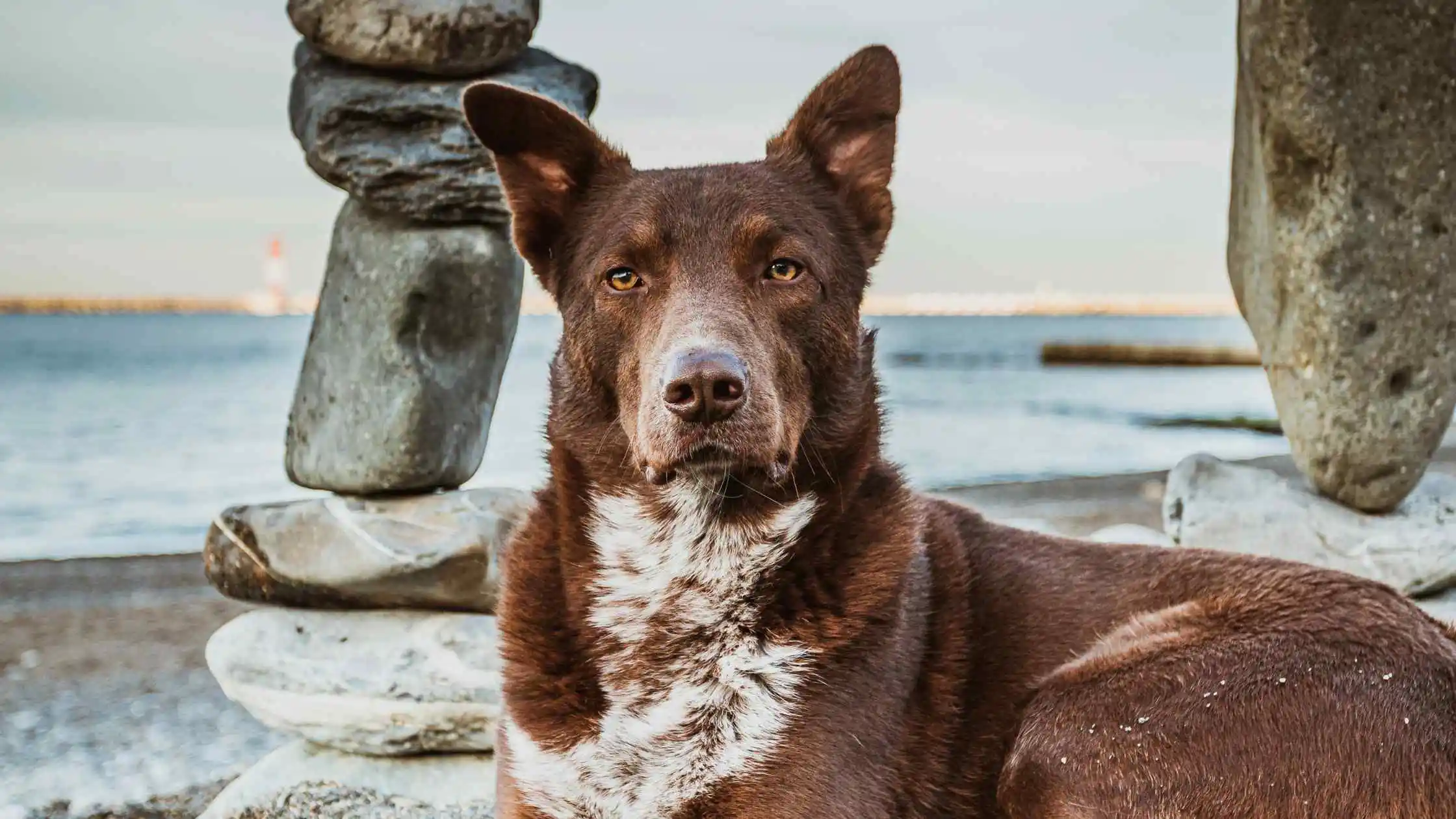 Dogs Who Get Too Excited Getting Grounded Package