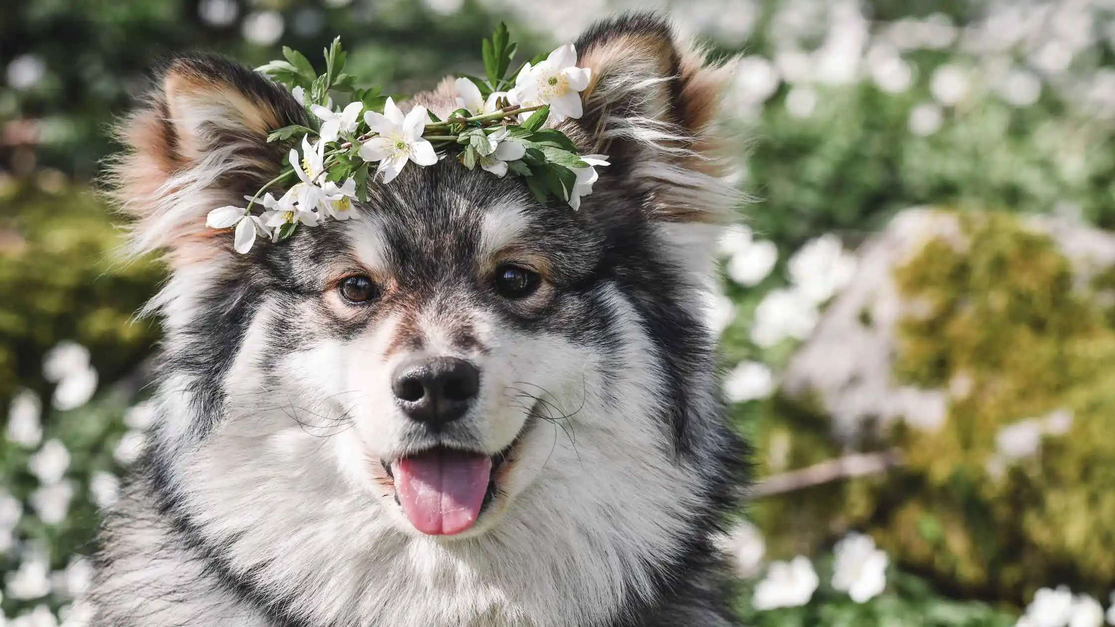 Hippie Dog is a Happy Dog