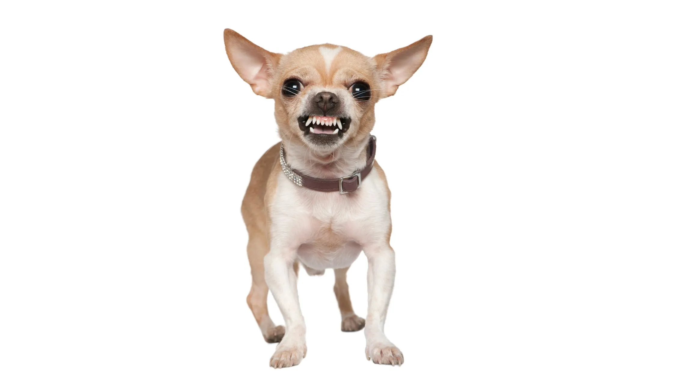 Nippy Nelly, Fearful Frank or Anxious Adeline: Bites and Shakes Package