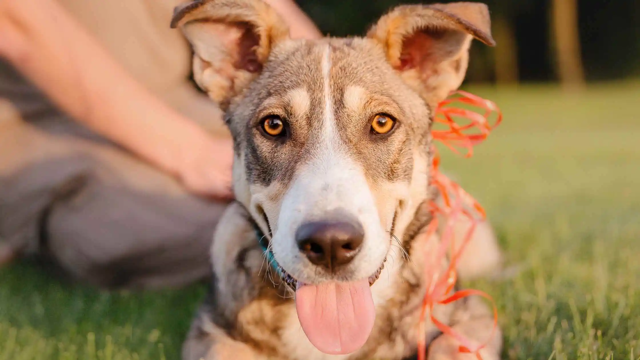 Rescue and Adoption Package