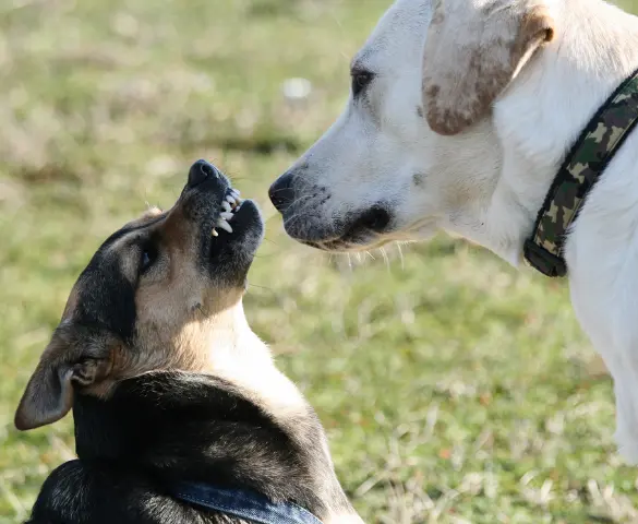 Dog Behavior Consulting Services