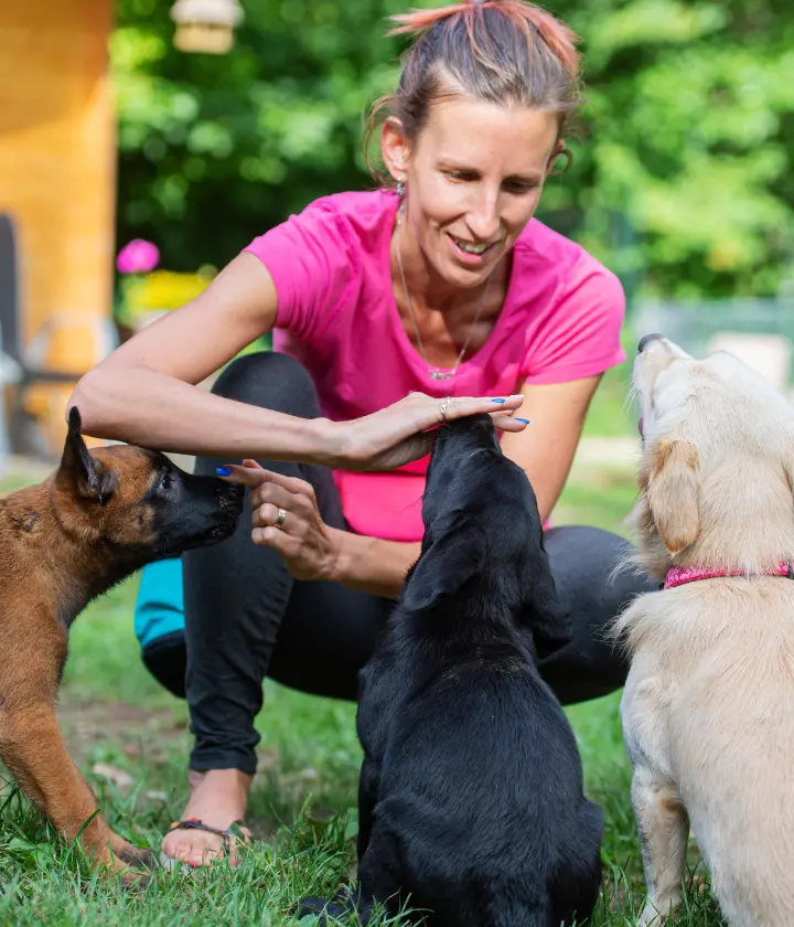 Dog Behavior Consulting Services 2 Dog Related Business Staff Training