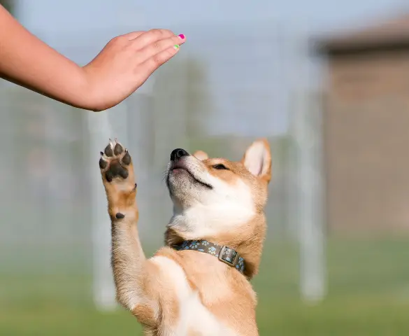 Dog Trainer Mentorship Program