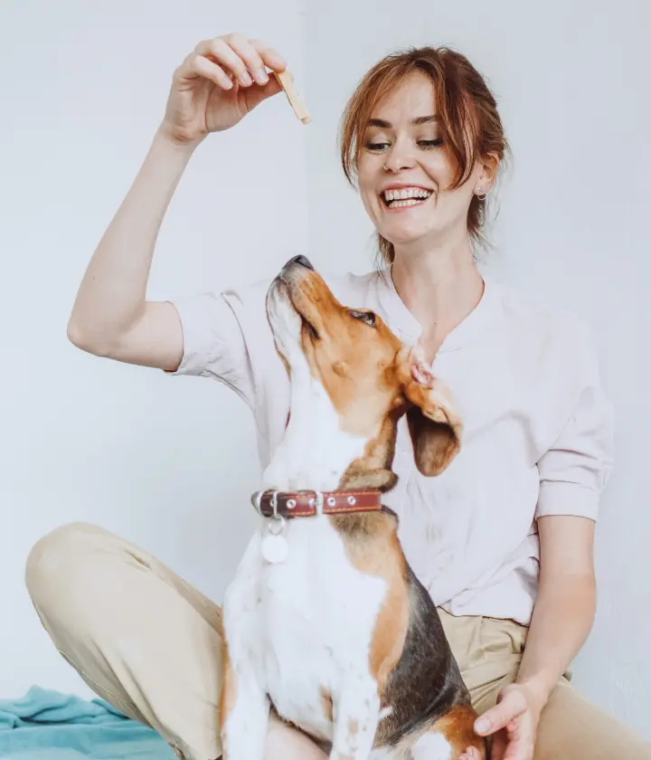 Training for Modern Dogs in Modern Homes
