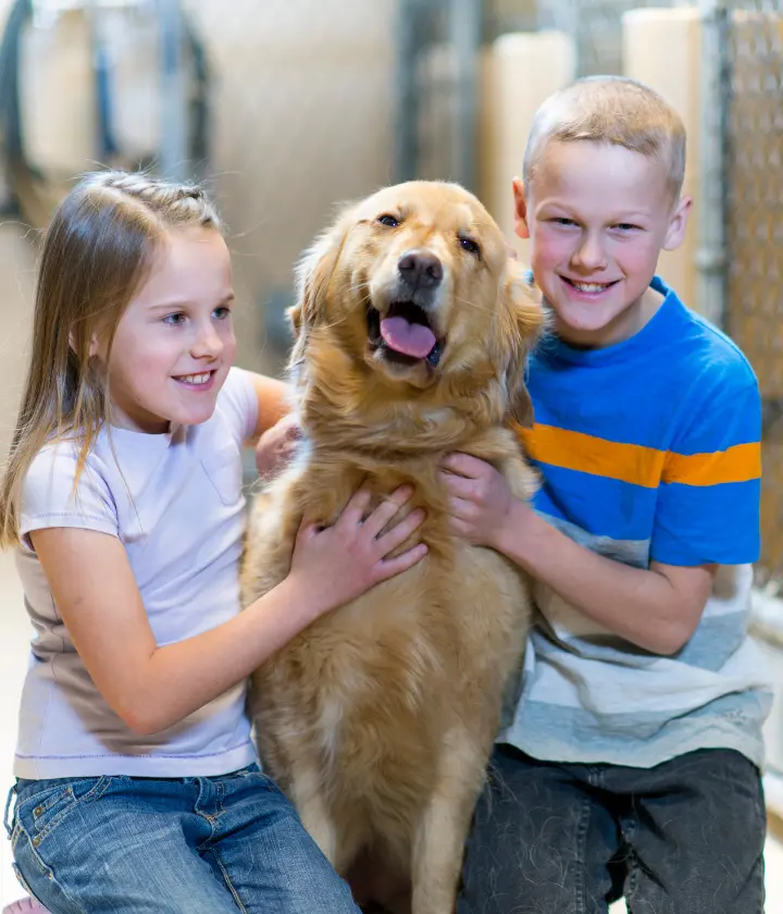 Dog Behavior Consulting Services 1 Dog Adoption