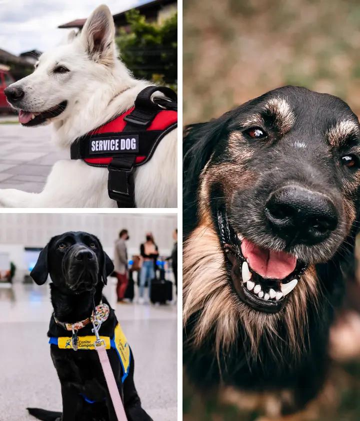 Legal Status and Functional Roles of Service Dogs vs Therapy Dogs