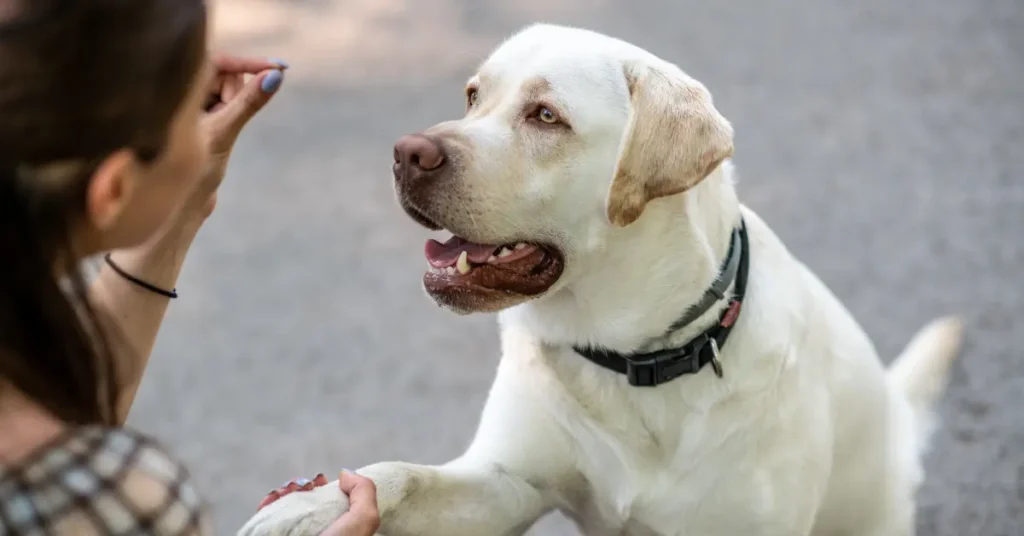 Train Your Service or Therapy Dog in Richfield, MN